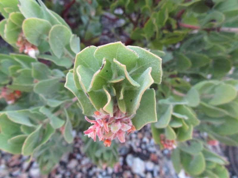 Schreiber's Manzanita photo 6
