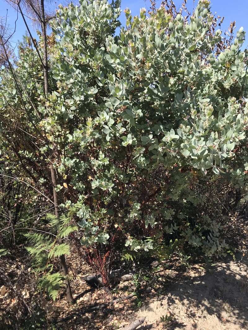 Schreiber's Manzanita photo 7
