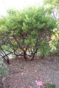 Gasquet Manzanita