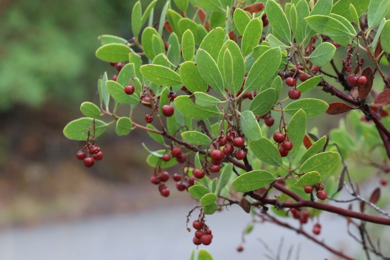 Gasquet Manzanita photo 2