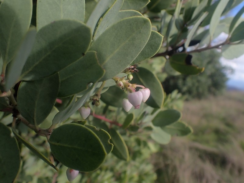 Gasquet Manzanita photo 3