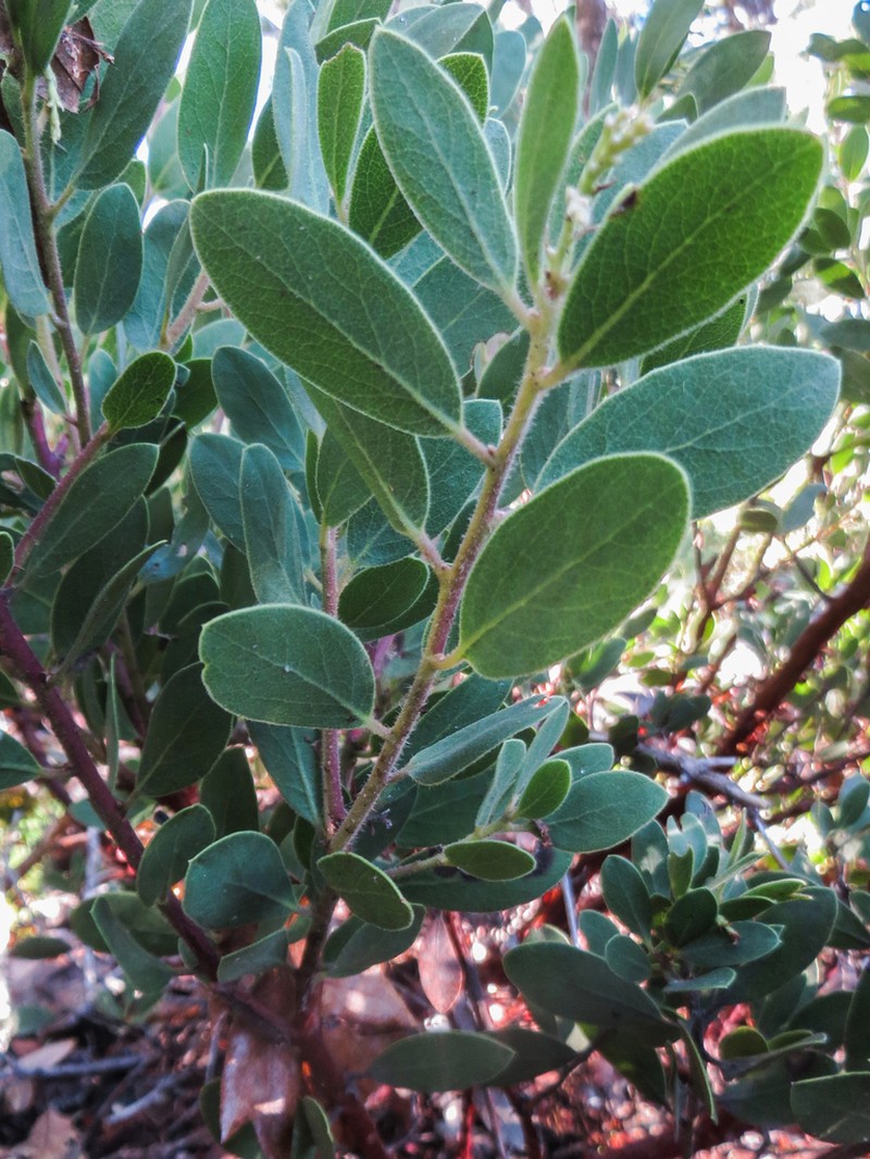 Gasquet Manzanita photo 4