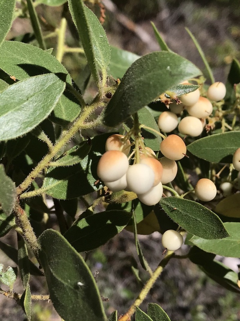 Gasquet Manzanita photo 5
