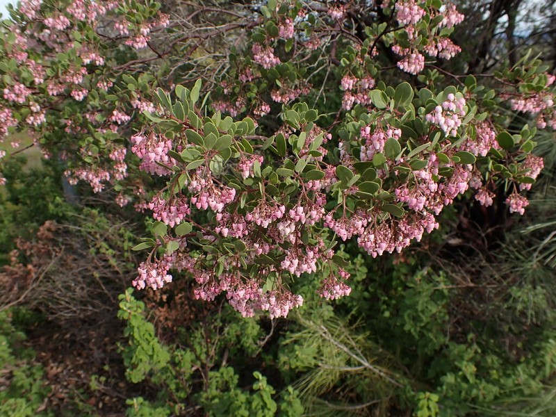 Gasquet Manzanita photo 6