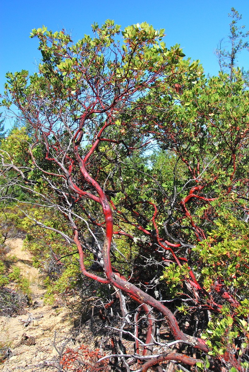 Gasquet Manzanita photo 7