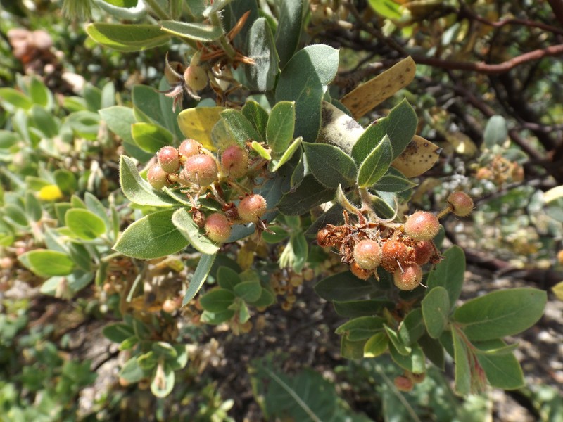 Hooker's manzanita
