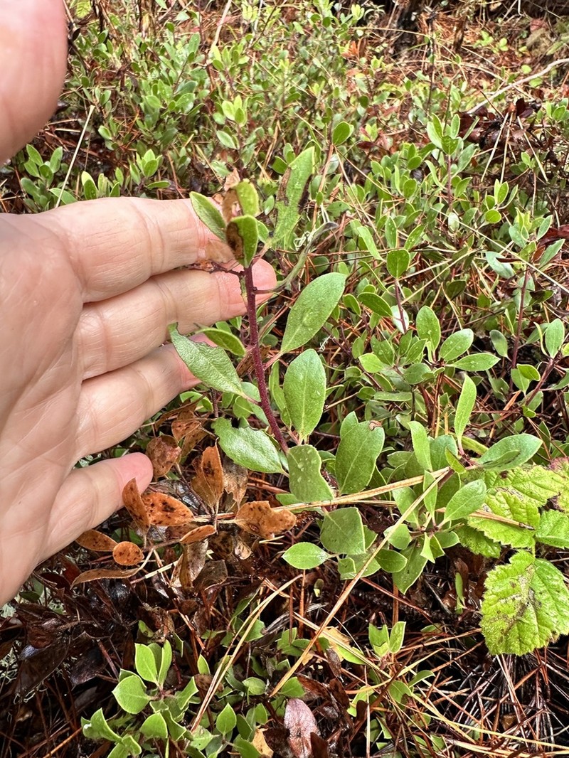 Hooker's manzanita photo 2