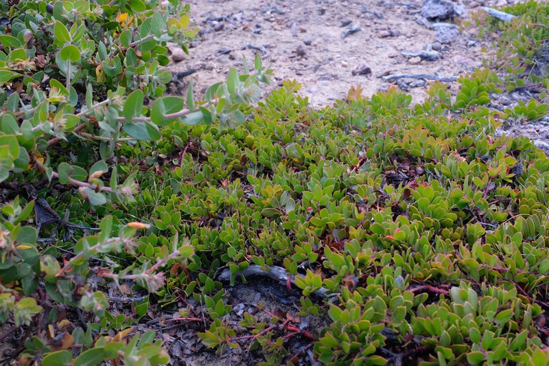 Hooker's manzanita photo 3