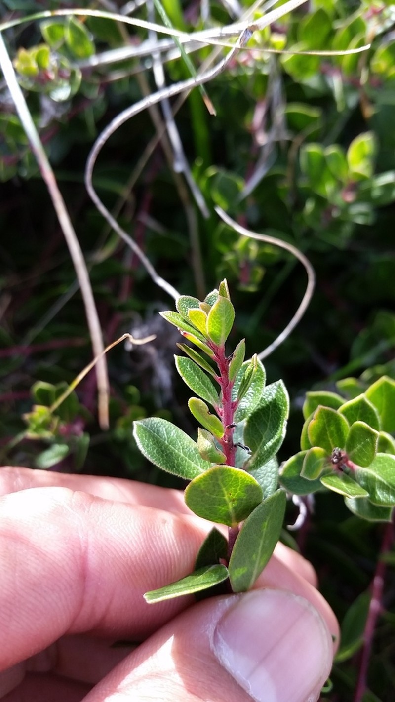 Hooker's manzanita photo 4