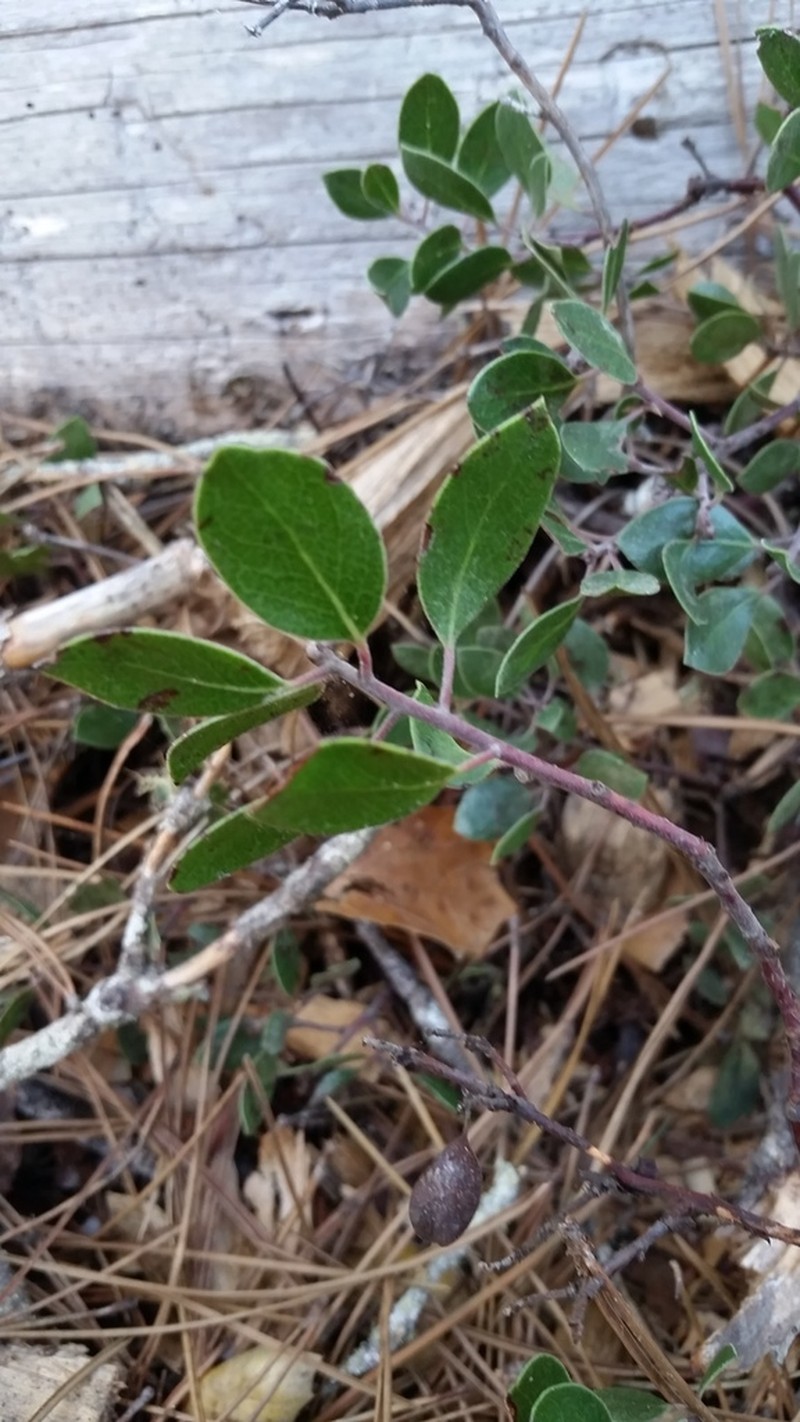 Hooker's manzanita photo 6