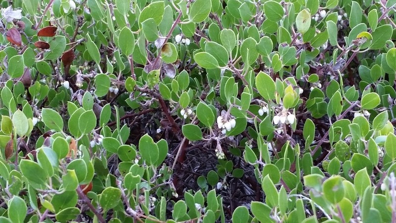 Hooker's manzanita photo 7