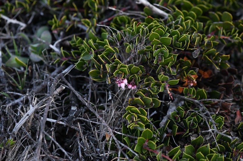 Arctostaphylos hookeri subsp. hearstiorum