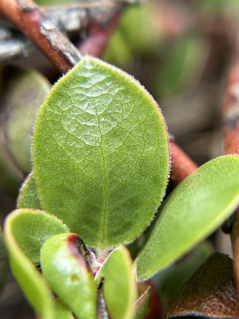 Arctostaphylos hookeri subsp. hearstiorum photo 2