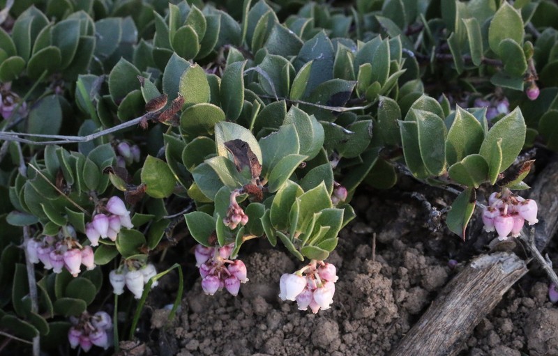 Arctostaphylos hookeri subsp. hearstiorum photo 3