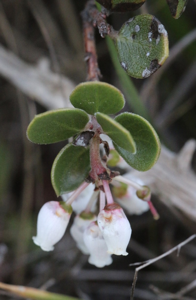Arctostaphylos hookeri subsp. hearstiorum photo 4