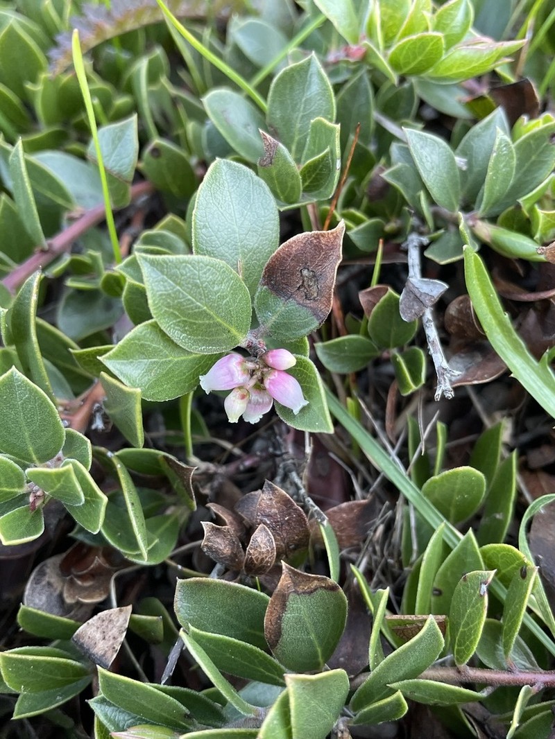 Arctostaphylos hookeri subsp. hearstiorum photo 5
