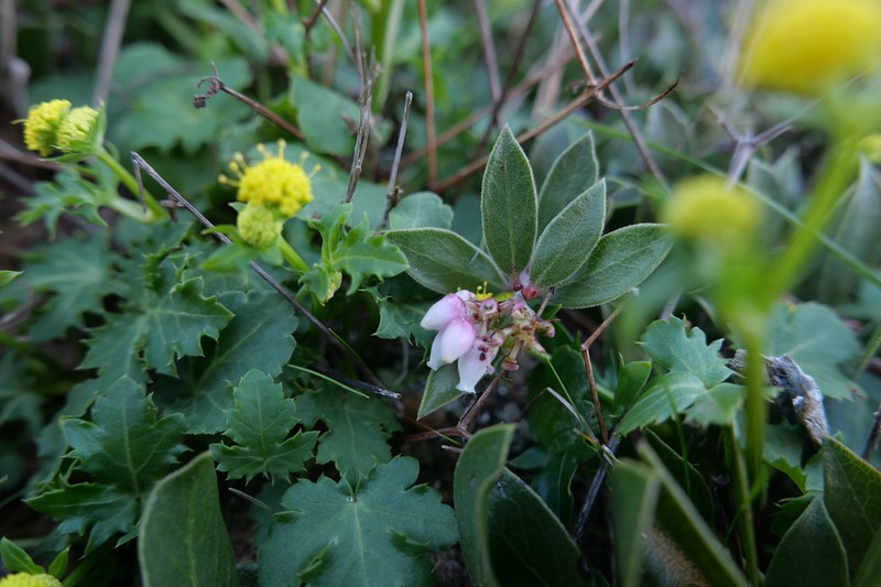Arctostaphylos hookeri subsp. hearstiorum photo 6
