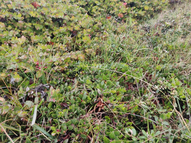 Arctostaphylos hookeri subsp. hearstiorum photo 8