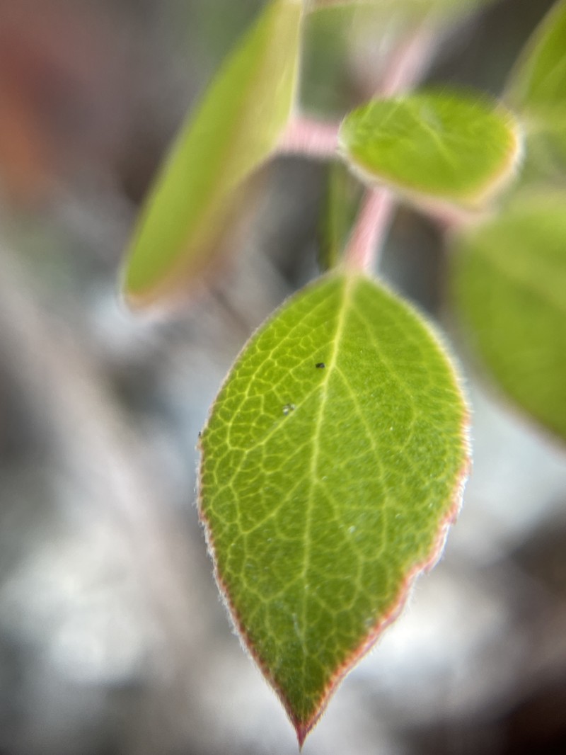 Arctostaphylos hookeri subsp. hookeri