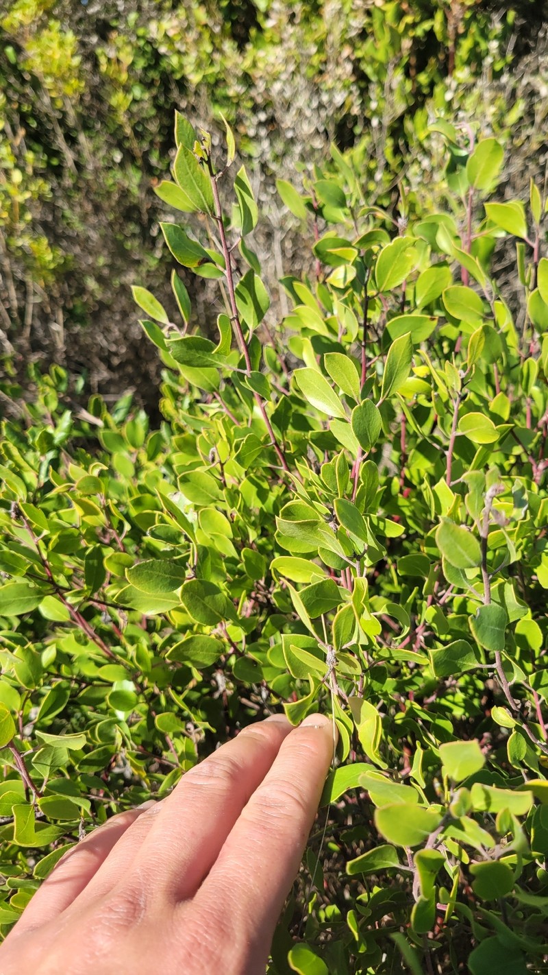 Arctostaphylos hookeri subsp. hookeri photo 2