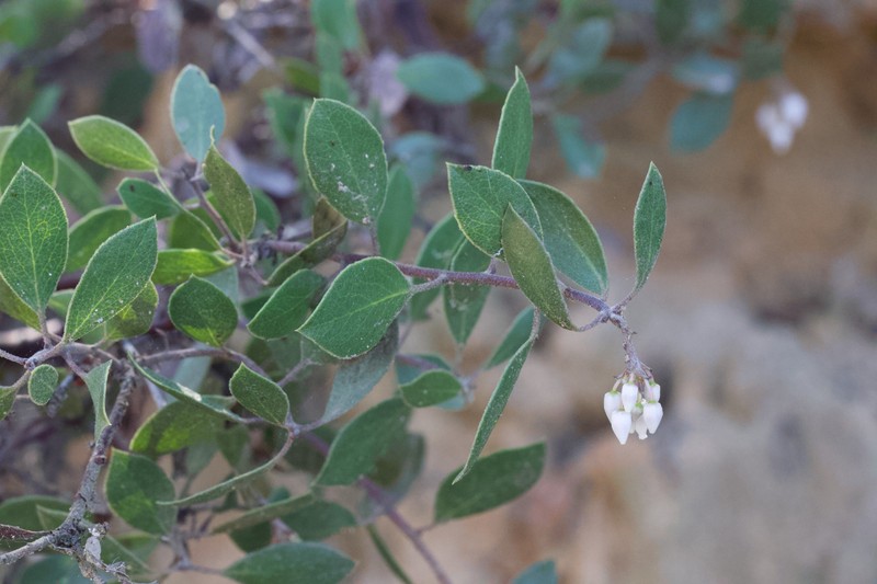 Arctostaphylos hookeri subsp. hookeri photo 3