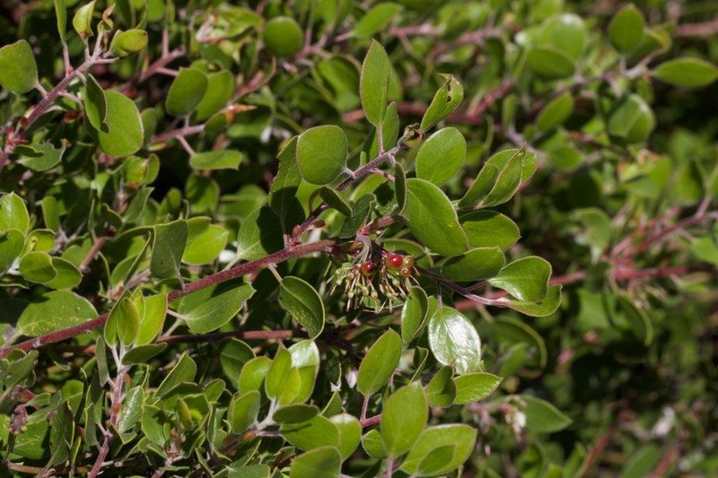 Arctostaphylos hookeri subsp. hookeri photo 4