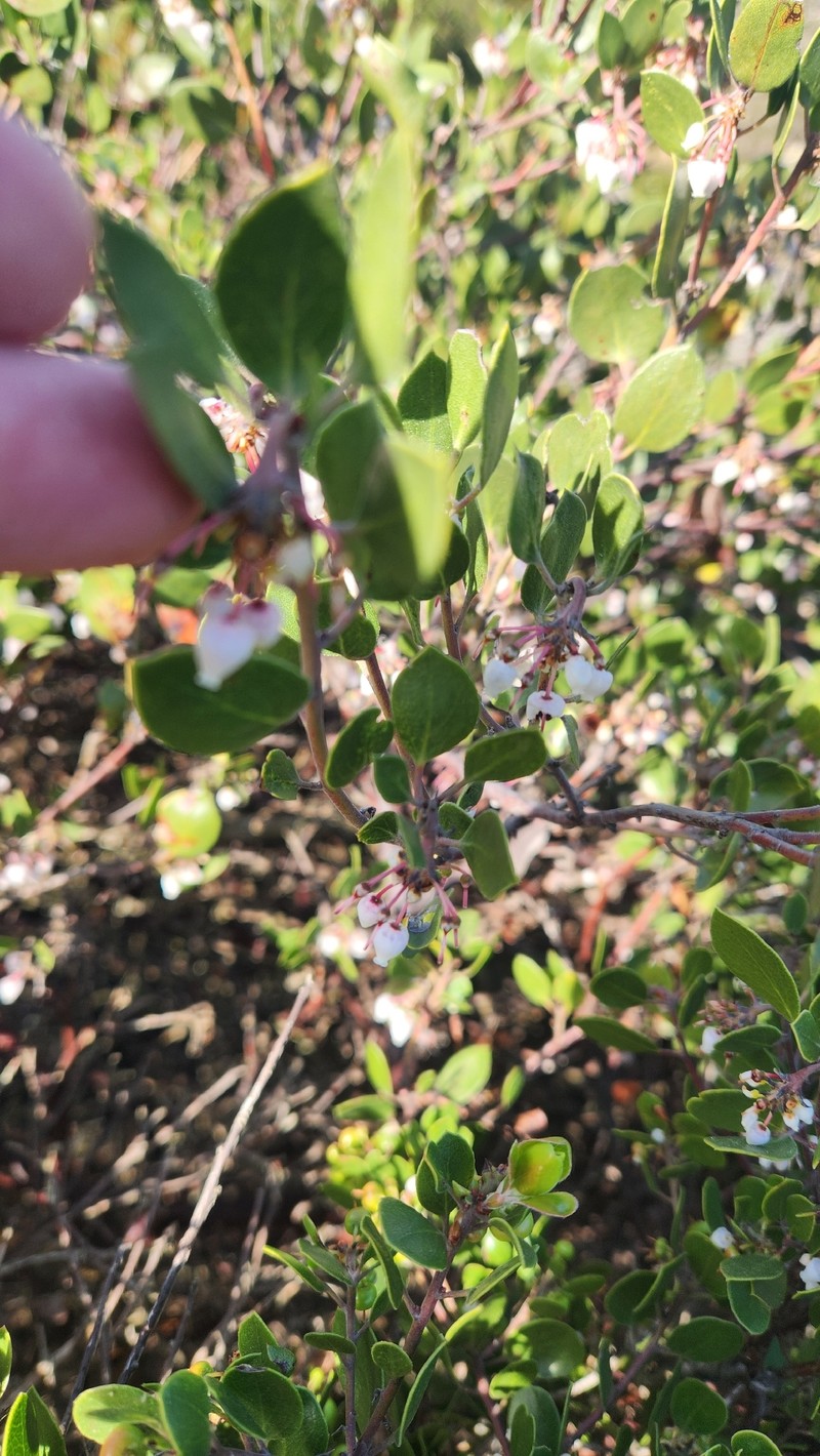 Arctostaphylos hookeri subsp. hookeri photo 5
