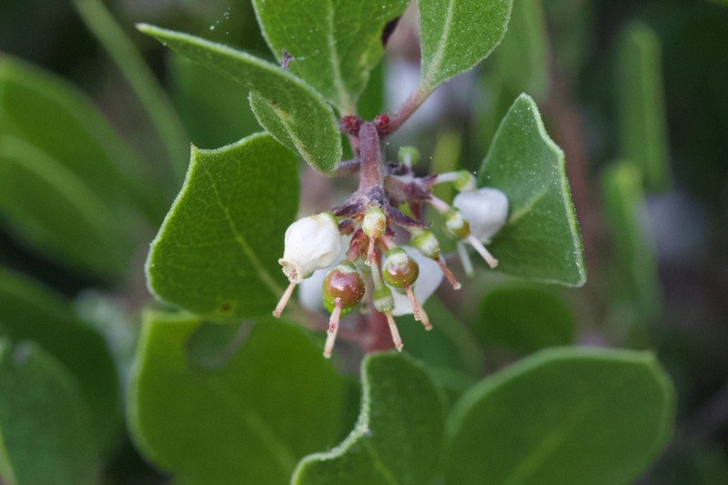 Arctostaphylos hookeri subsp. hookeri photo 6