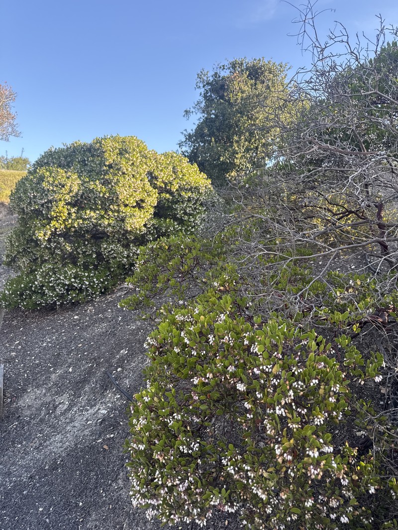 Arctostaphylos hookeri subsp. hookeri photo 7