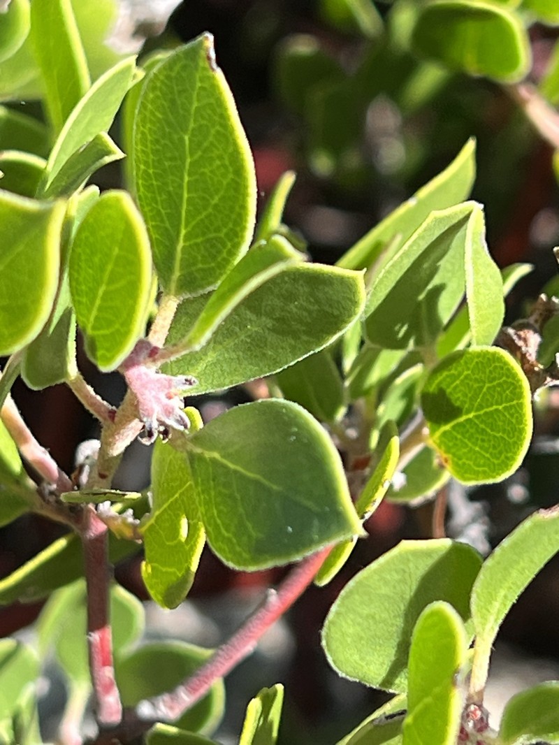 Arctostaphylos hookeri subsp. hookeri photo 8