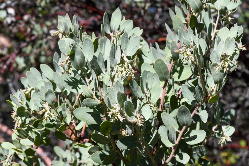 Hoover's Manzanita