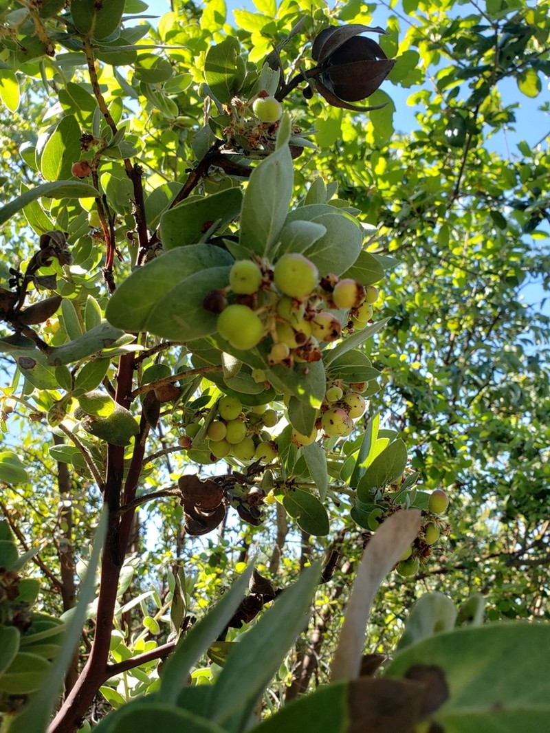 Hoover's Manzanita photo 2