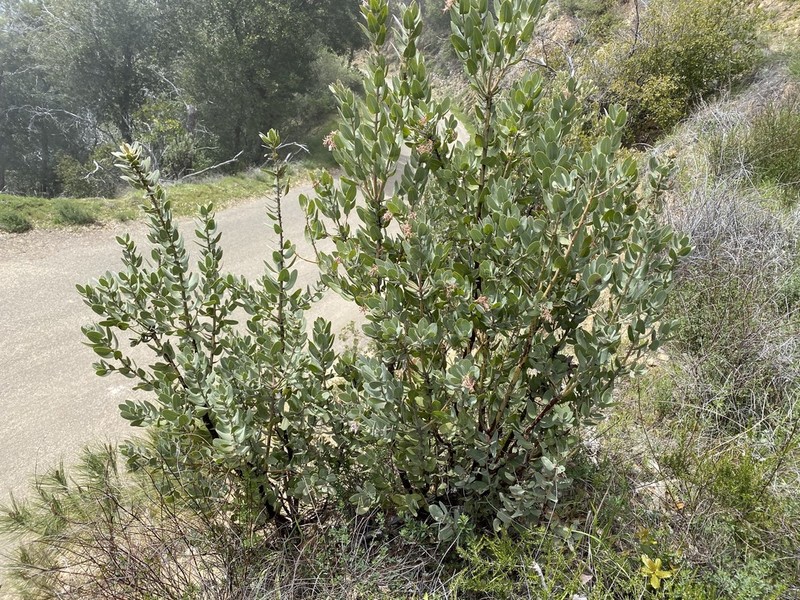 Hoover's Manzanita photo 3