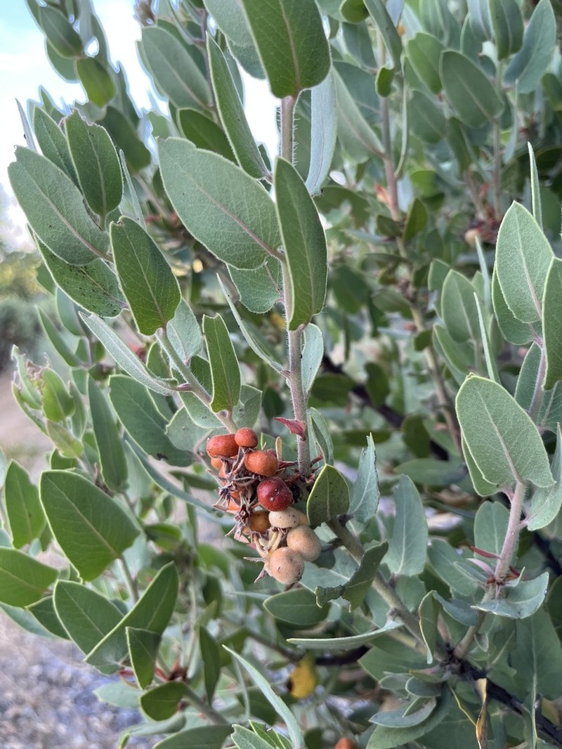 Hoover's Manzanita photo 4