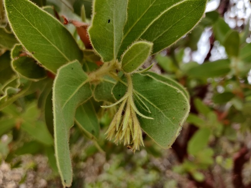 Hoover's Manzanita photo 5