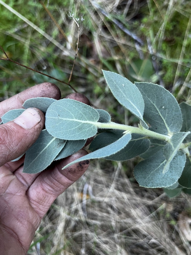 Hoover's Manzanita photo 6