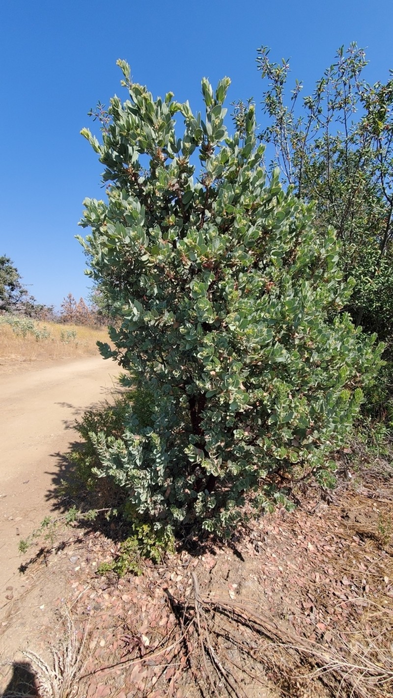 Hoover's Manzanita photo 7