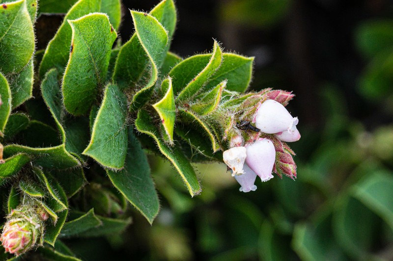 San Bruno Mountain Manzanita photo 2