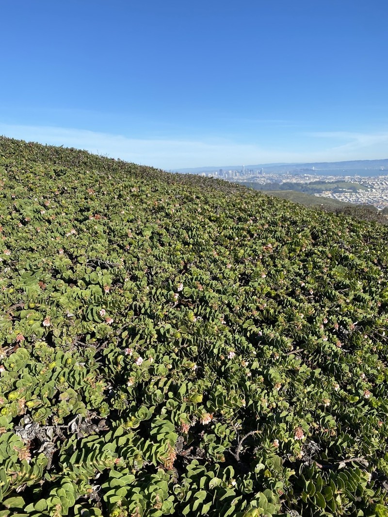 San Bruno Mountain Manzanita photo 3