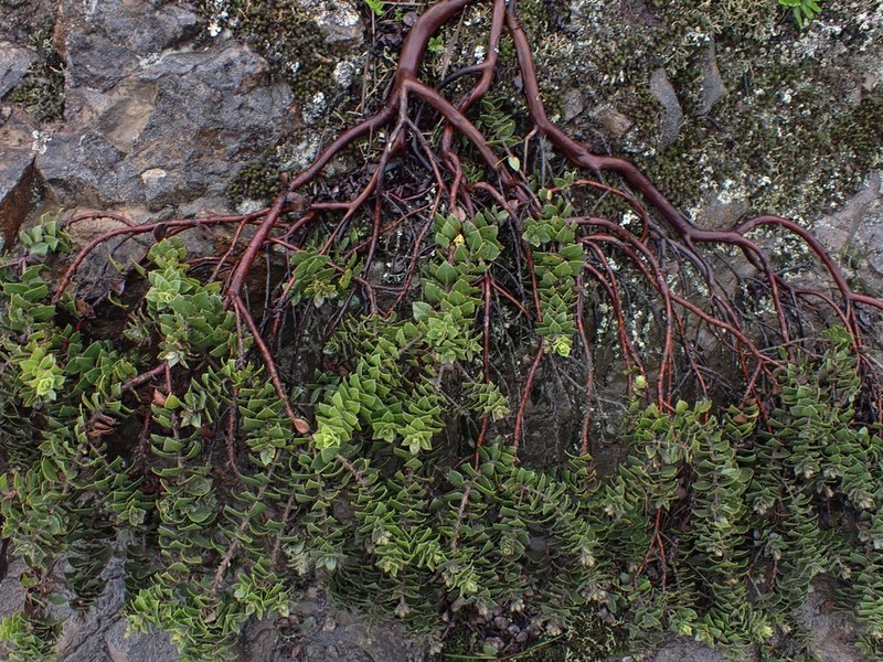 San Bruno Mountain Manzanita photo 4
