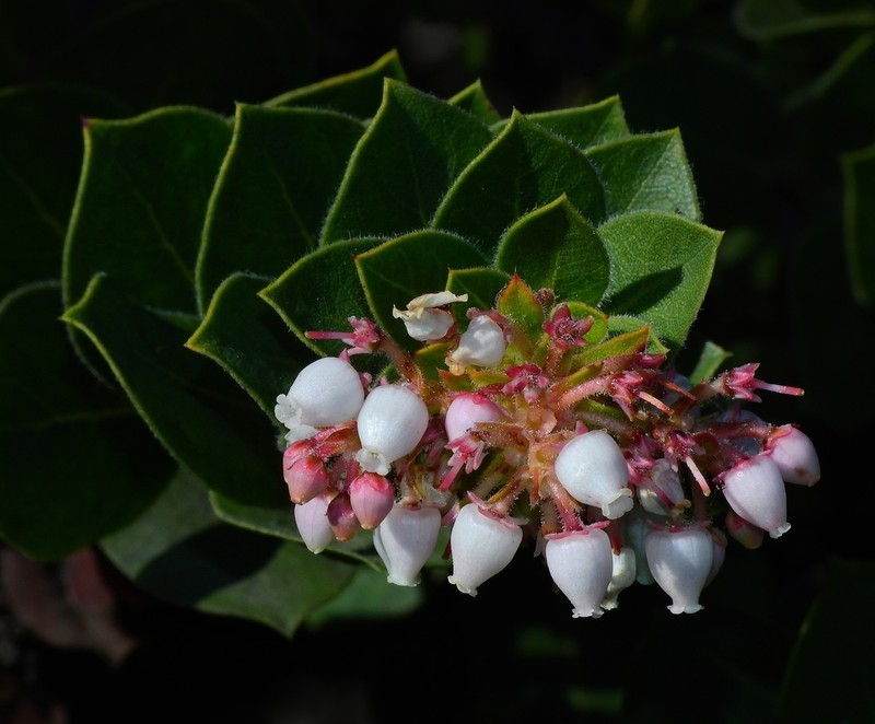 San Bruno Mountain Manzanita photo 5
