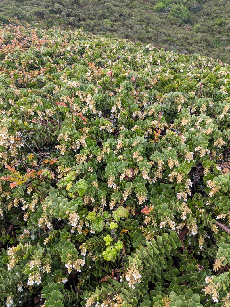 San Bruno Mountain Manzanita photo 6