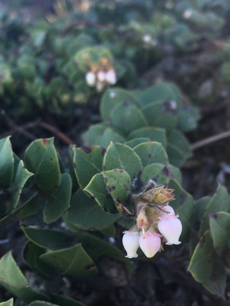 San Bruno Mountain Manzanita photo 7