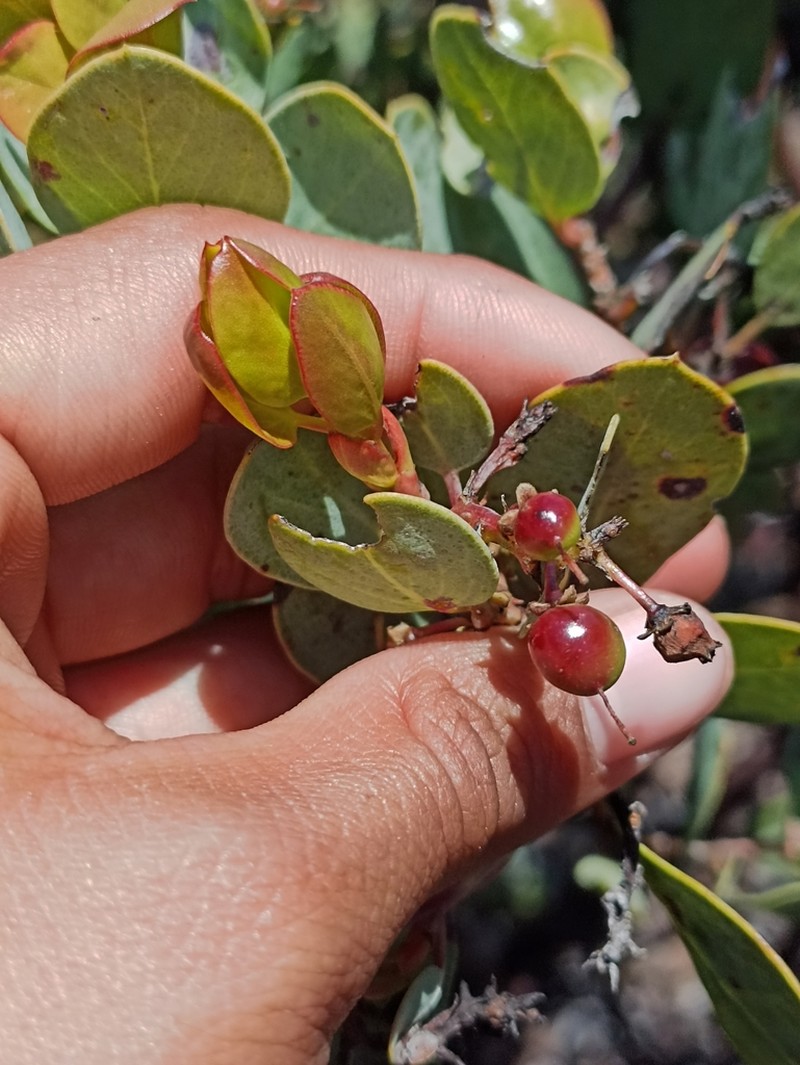 Arctostaphylos incognita