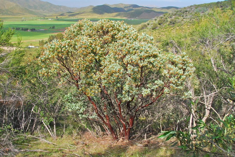 Arctostaphylos incognita photo 2