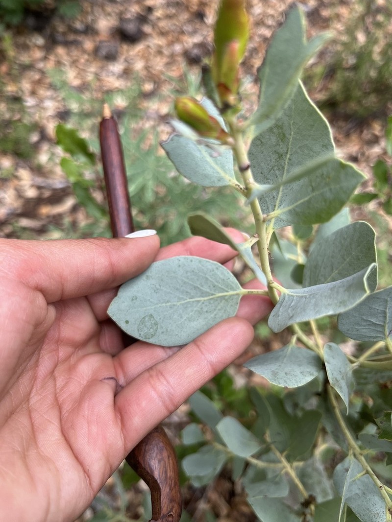 Arctostaphylos incognita photo 3
