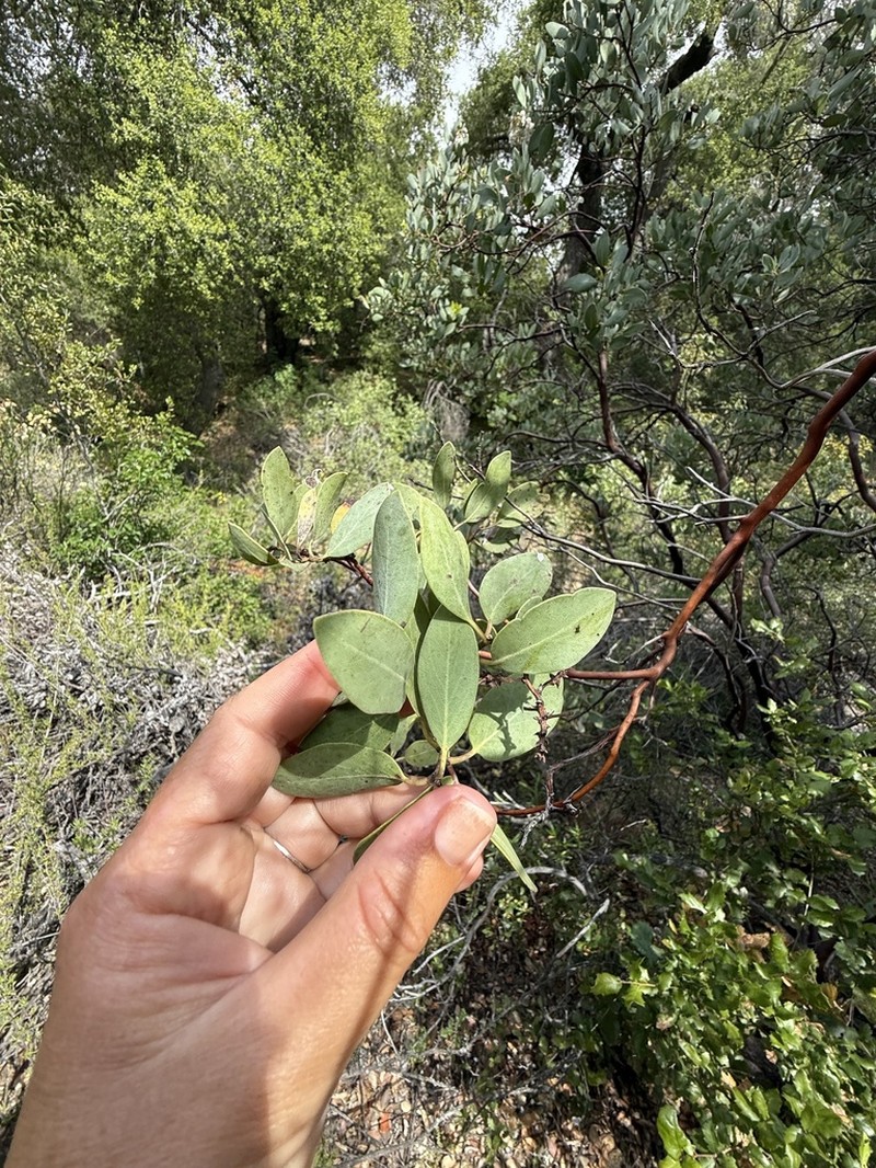 Arctostaphylos incognita photo 4