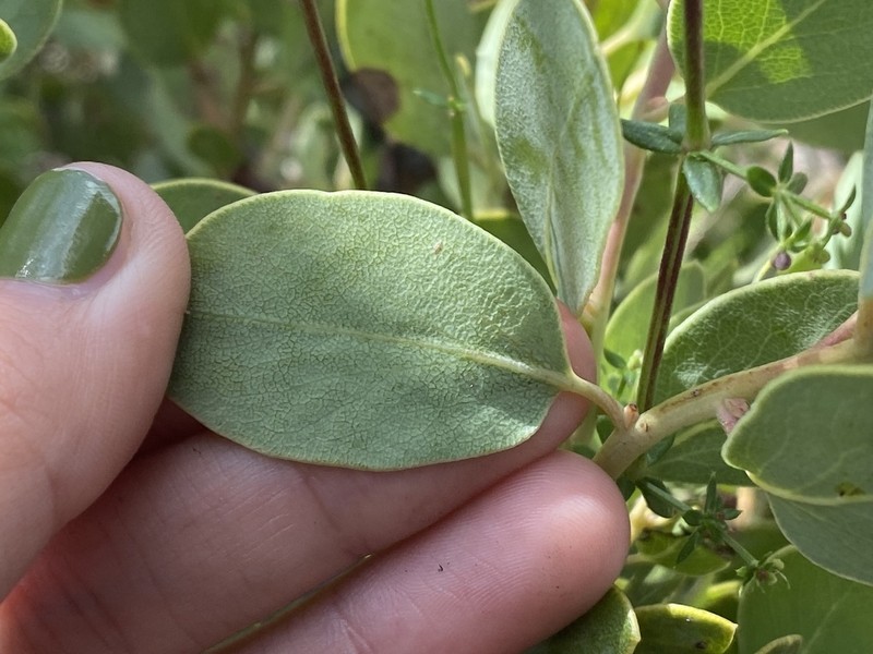 Arctostaphylos incognita photo 5