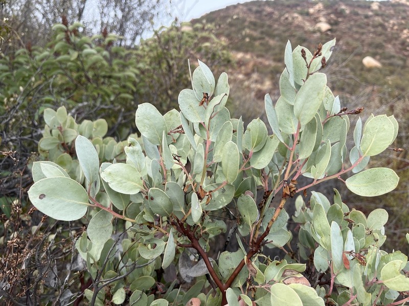 Arctostaphylos incognita photo 6