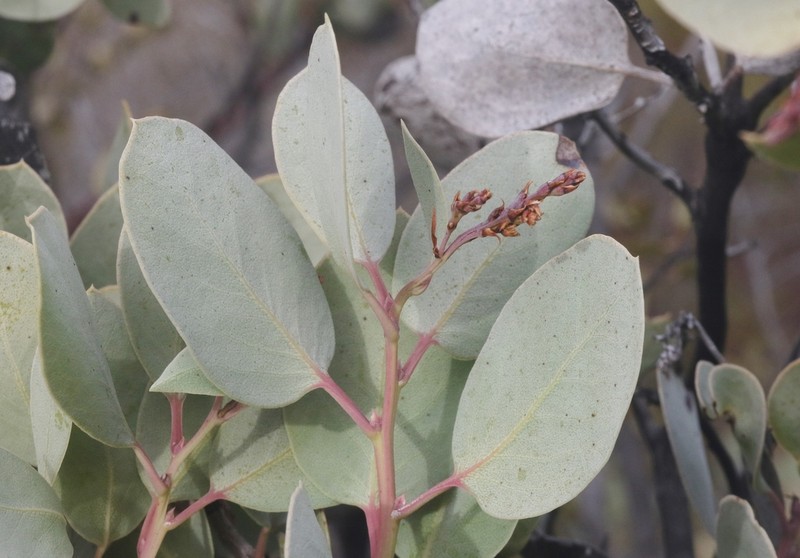 Arctostaphylos incognita photo 7